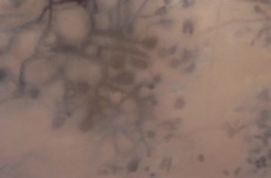 Black Woods 2006 oil on canvas 122 x 182 cms