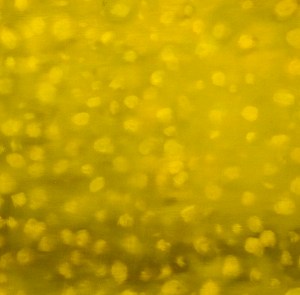 Mimosa 2010 oil on paper 70 x 70 cms